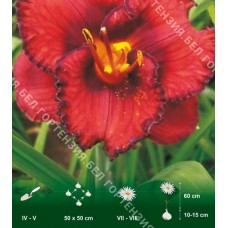 Лилейник Беррилишиос