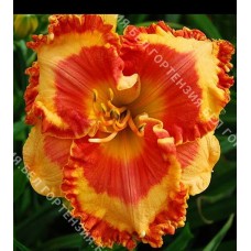 Лилейник Ирезистибл Чарм