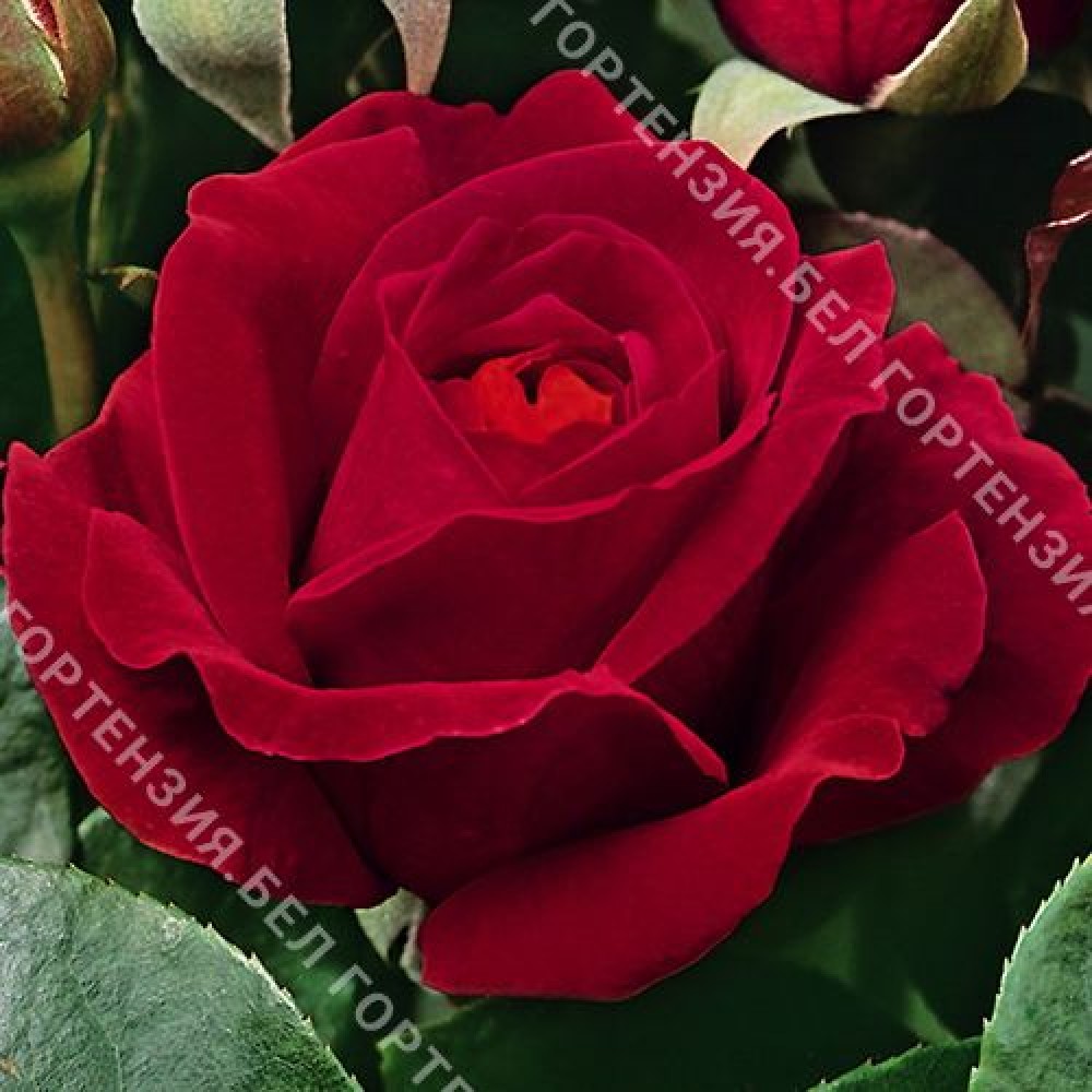 Роза Дам де Кюр  (горшок 5-6 л. высота 70-80 см.)
