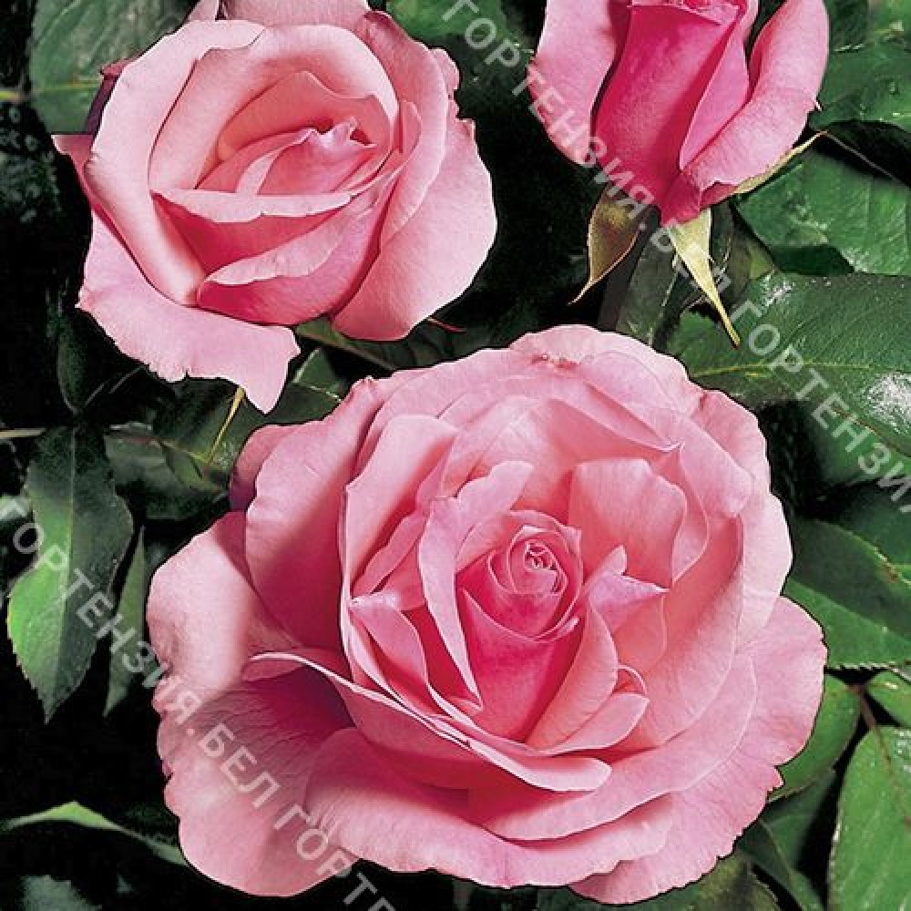Роза Квин Элизабет  (горшок 5-6 л. высота 70-80 см.)