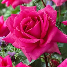 Роза Критерион  (горшок10 л.)