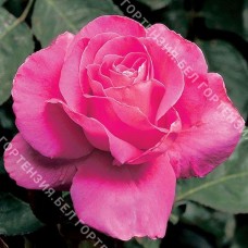 Роза Пинк Пис  (горшок 5-6 л. высота 70-80 см.)