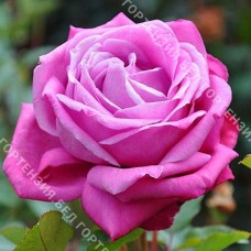 Роза Лила Вундер  (горшок 5-6 л. высота 70-80 см.)
