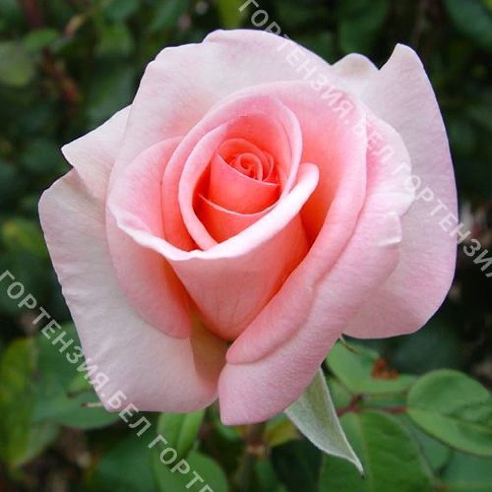 Роза Фламинго 